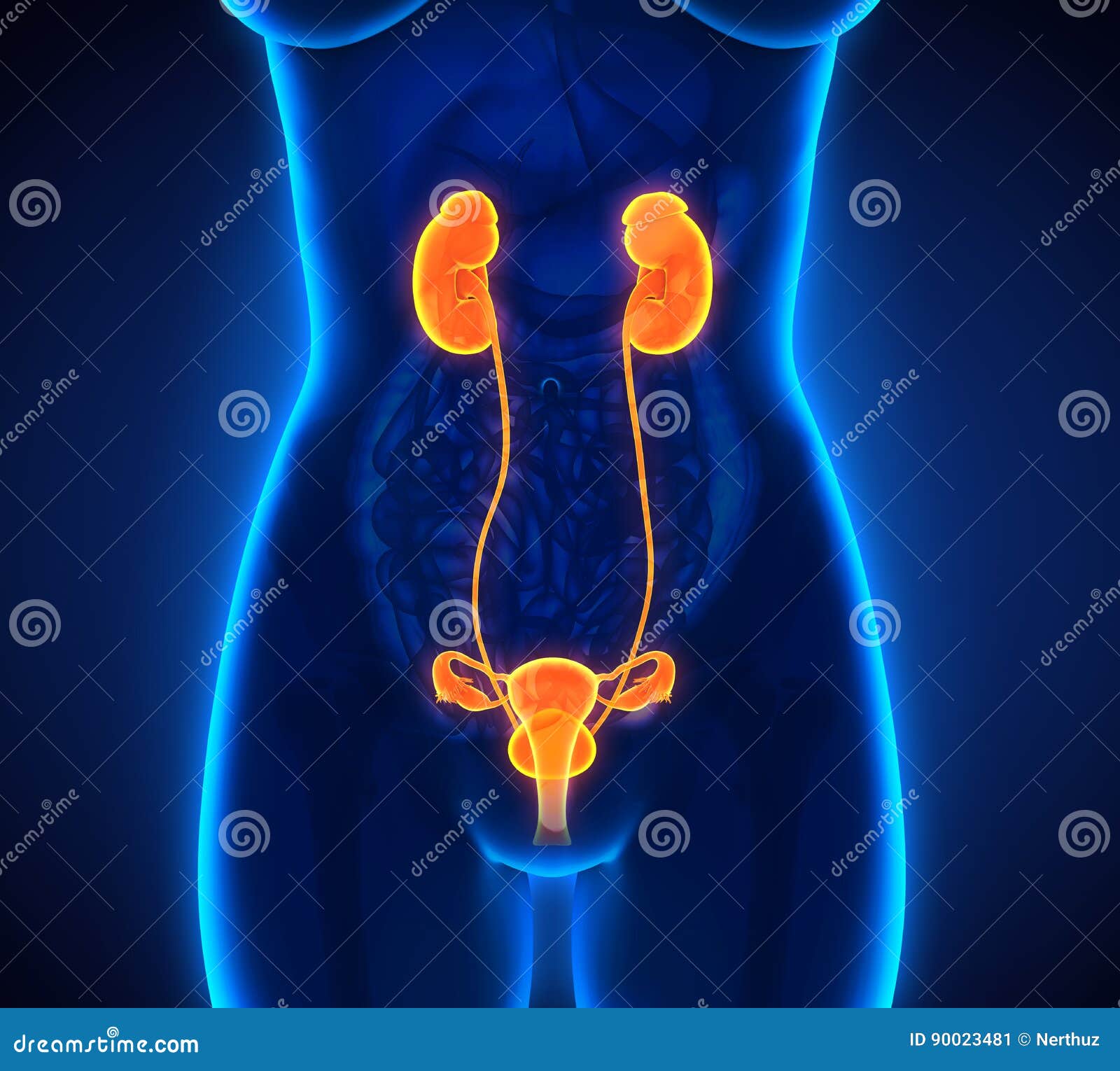 Female Urinary System stock illustration. Illustration of pelvis 90023481