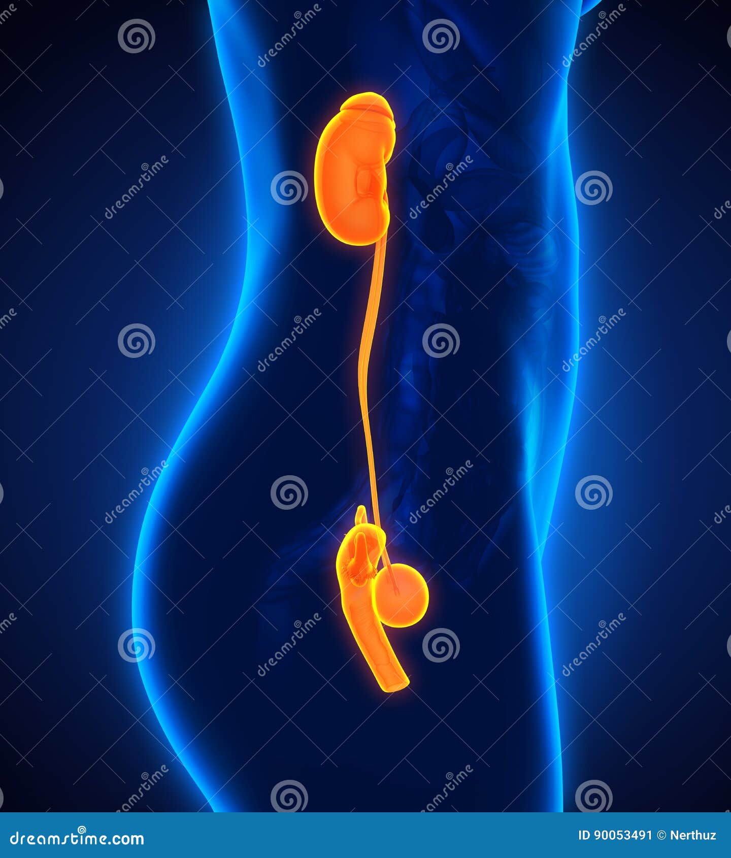 Female Urinary System stock illustration. Illustration of bladder