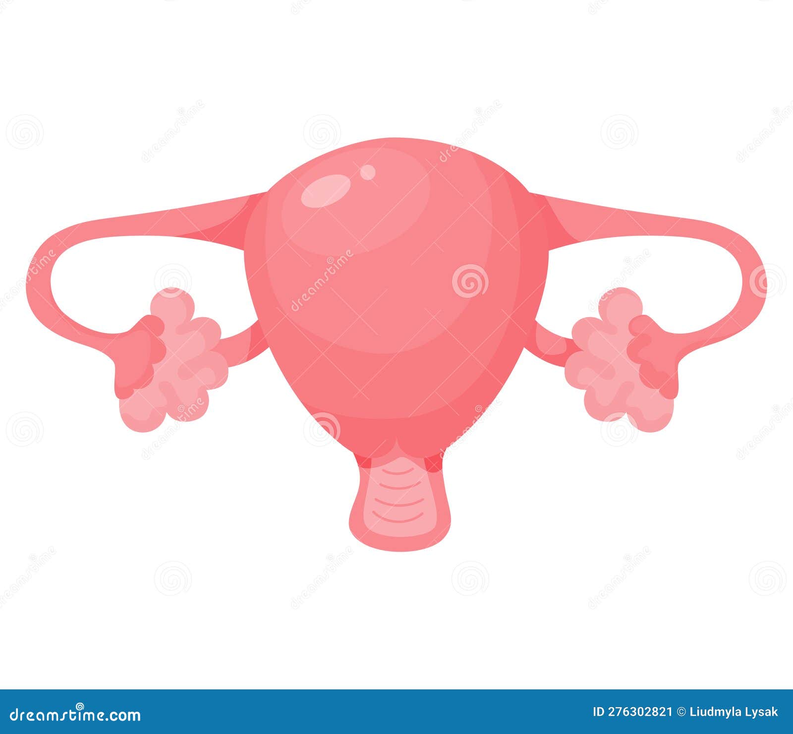 Female Uterus. Human Reproductive Organ. Vector Illustration in Flat ...