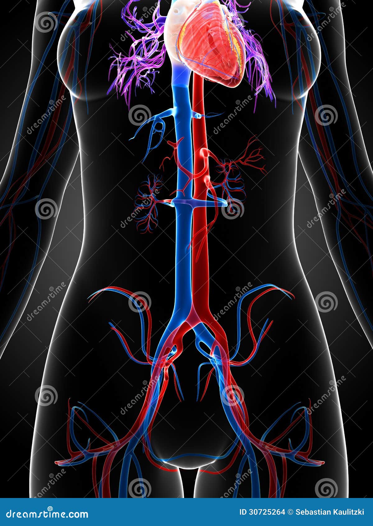 Female vascular system stock illustration. Illustration of healthy