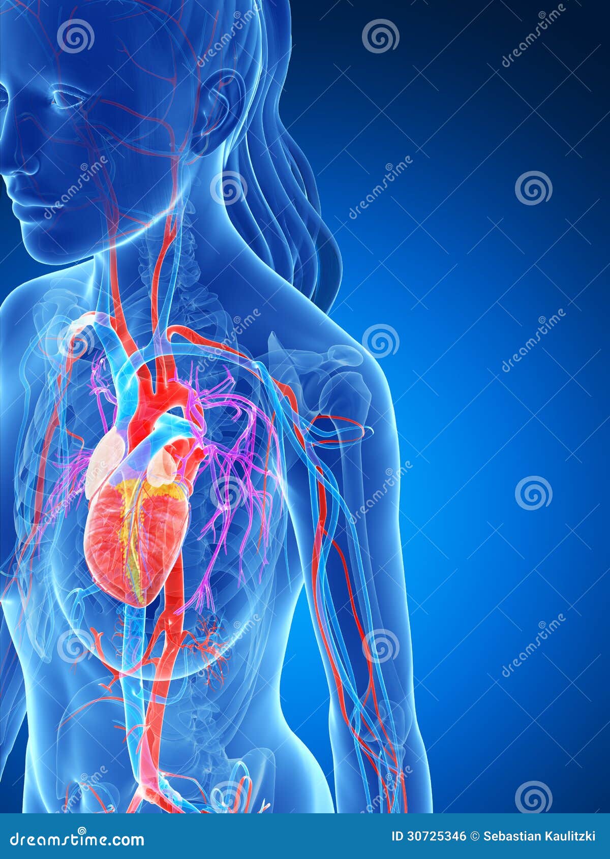 Female vascular system stock illustration. Illustration of chambers