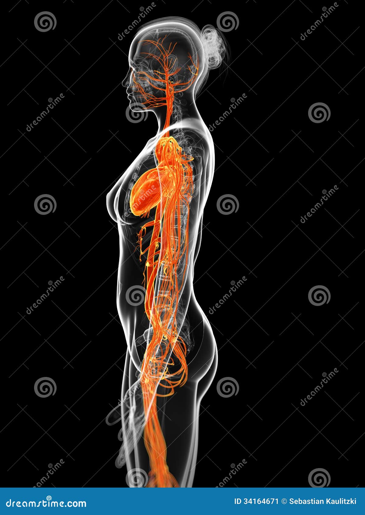 female vascular system