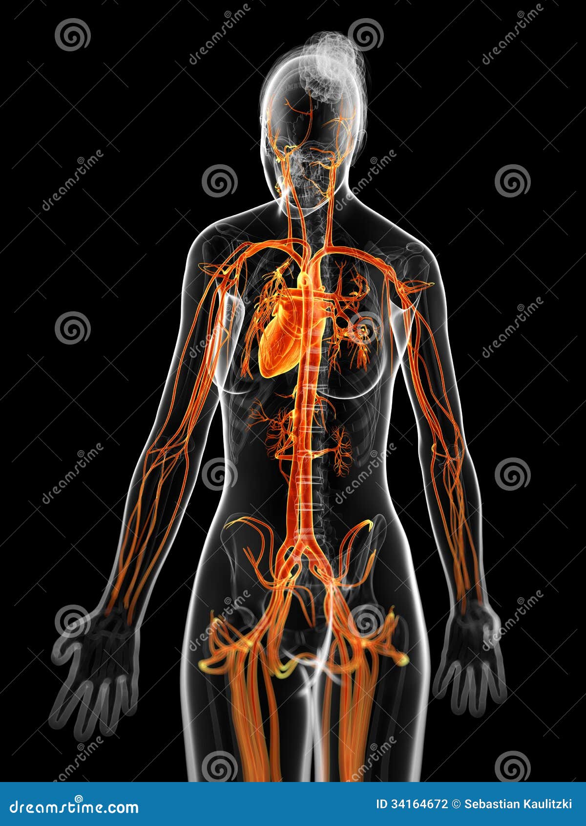 The female vascular system stock illustration. Illustration of
