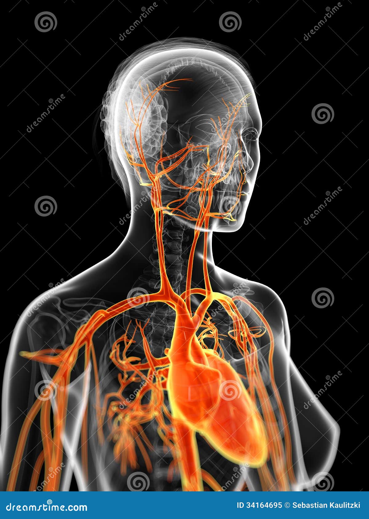 the female vascular system