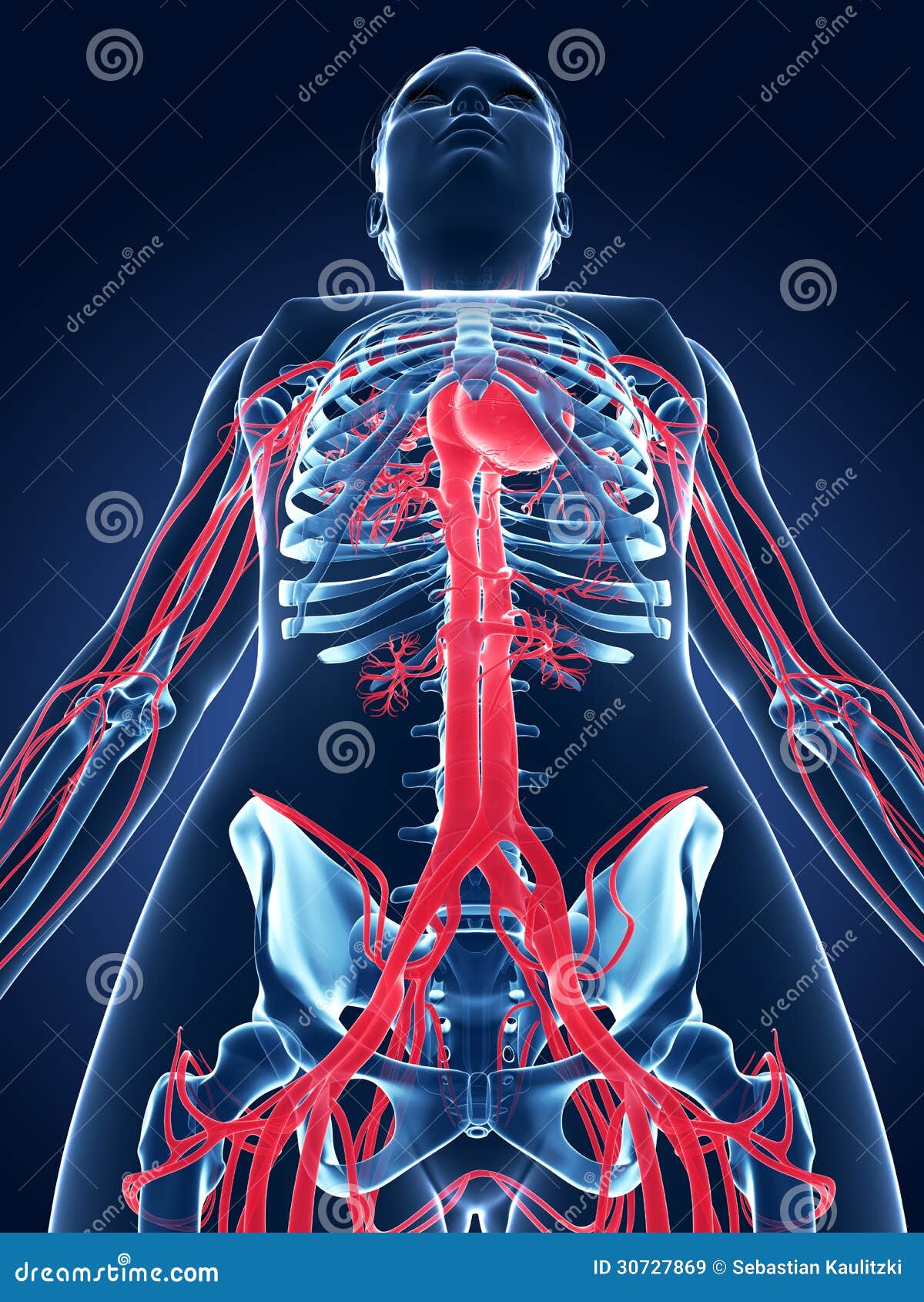 Female vascular system stock illustration. Illustration of health