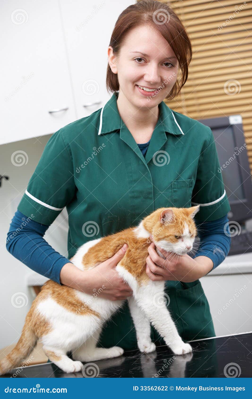 Female Vet Examining Cat in Surgery Stock Photo Image of nurse