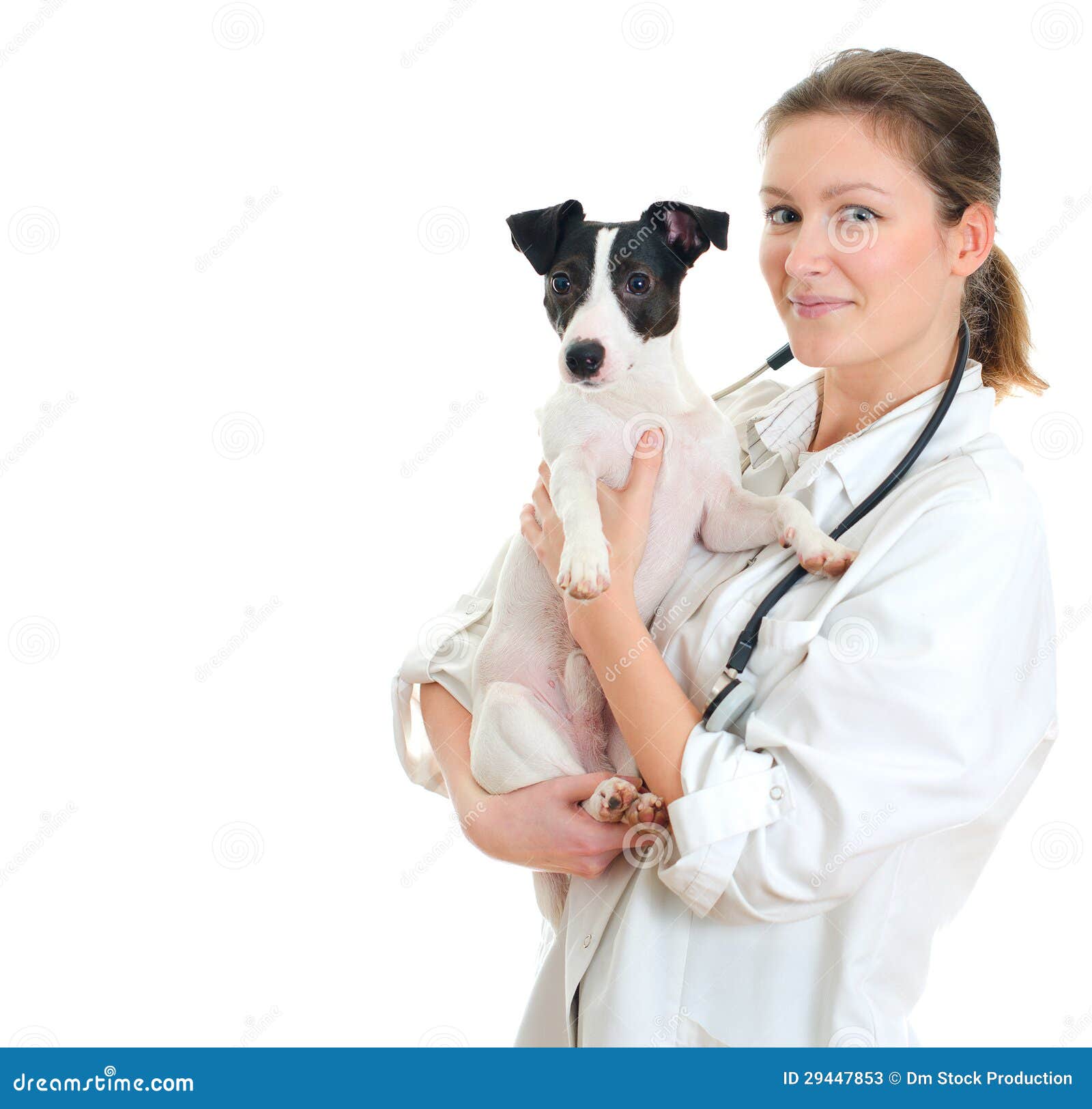 female veterinarian holding jack russell terrier.
