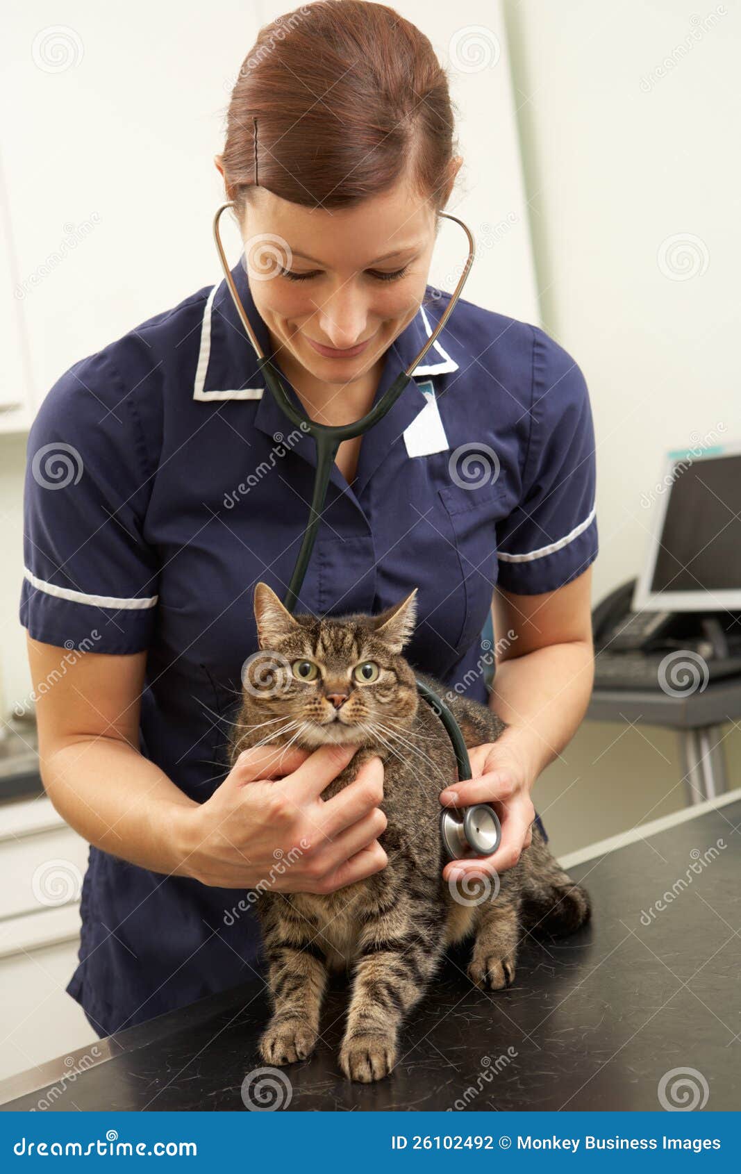Female Veterinary Surgeon Examining Cat In Surgery Stock Photo Image
