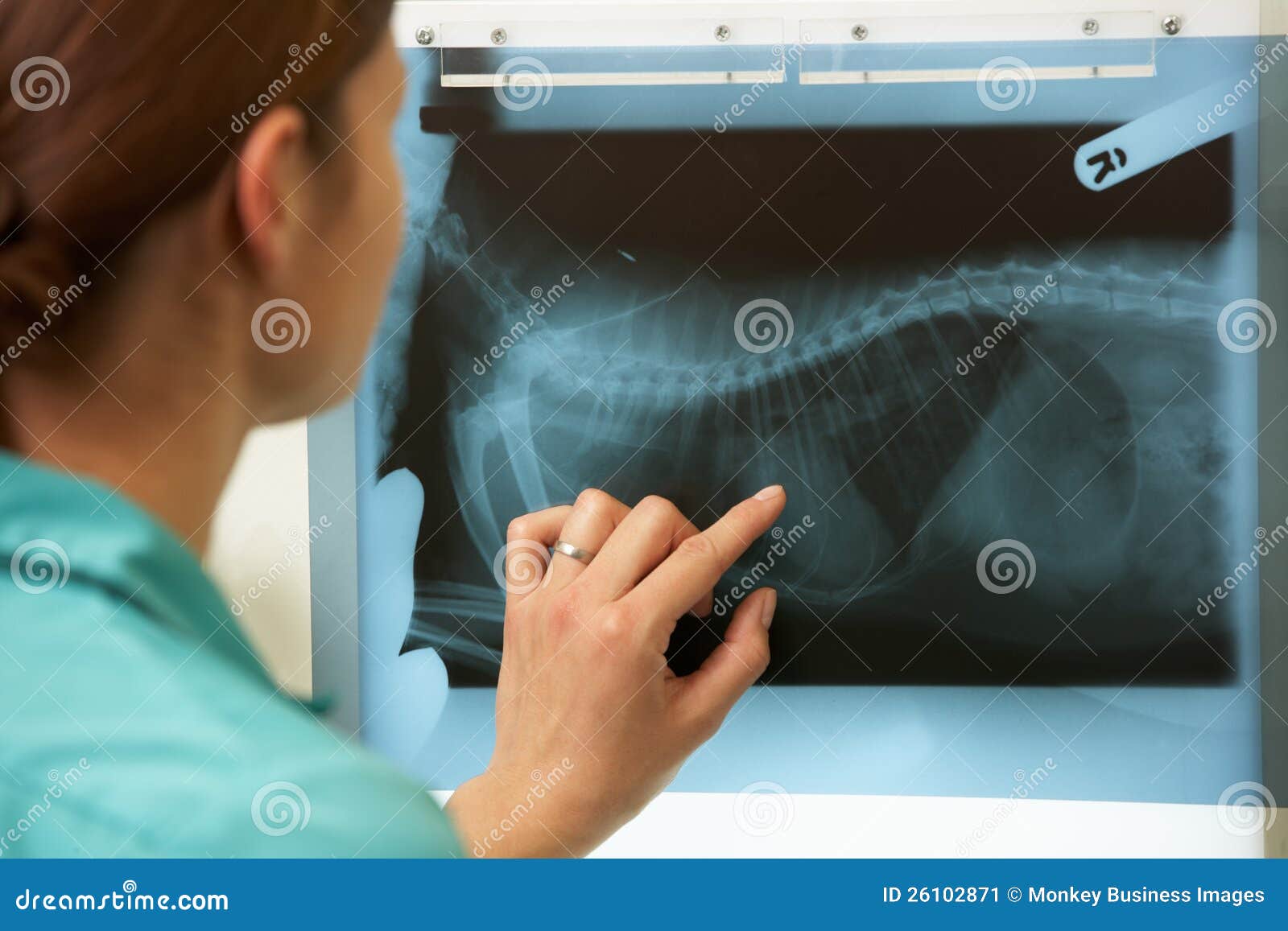 female veterinary surgeon examining x ray