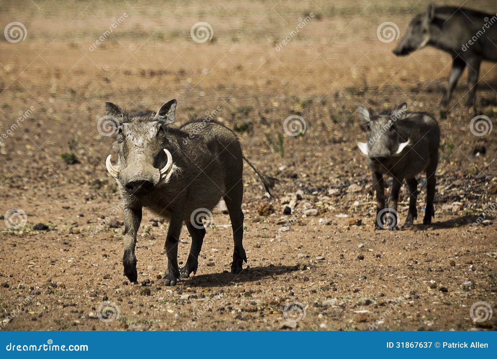 female warthog with piglets