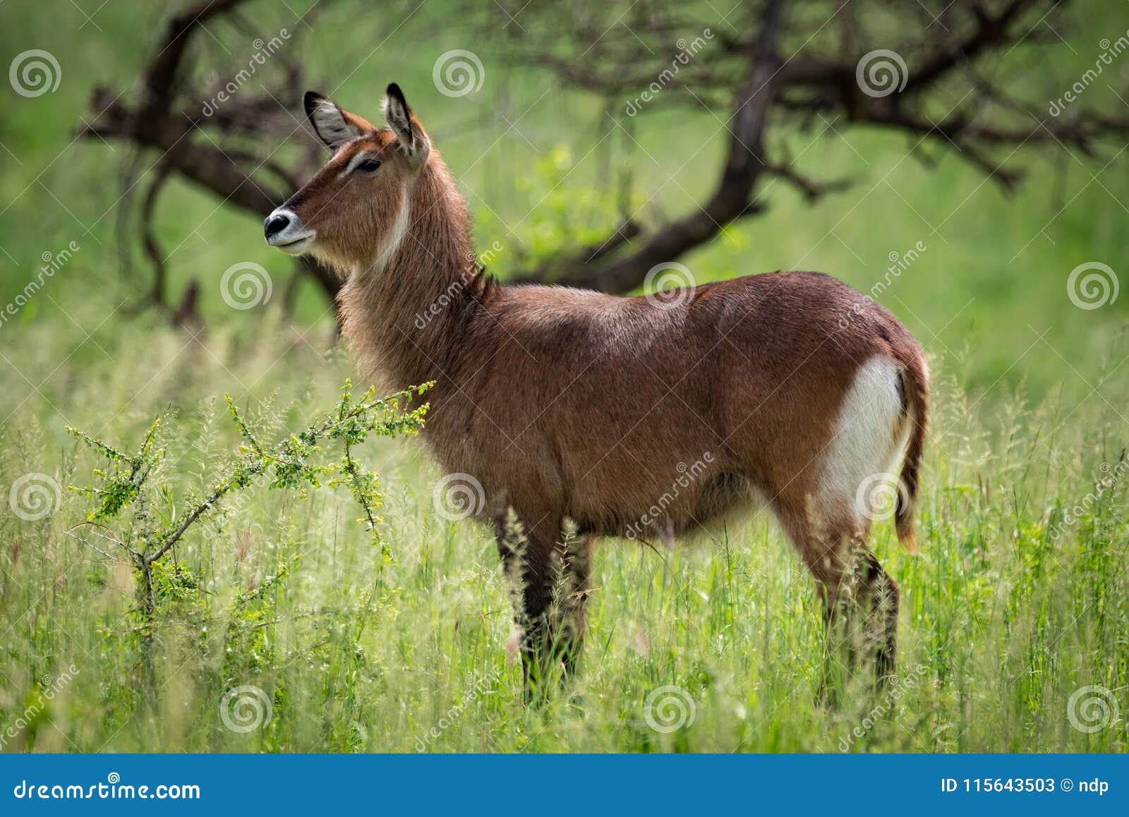 2 455 Plain Profile Picture Photos Free Royalty Free Stock Photos From Dreamstime