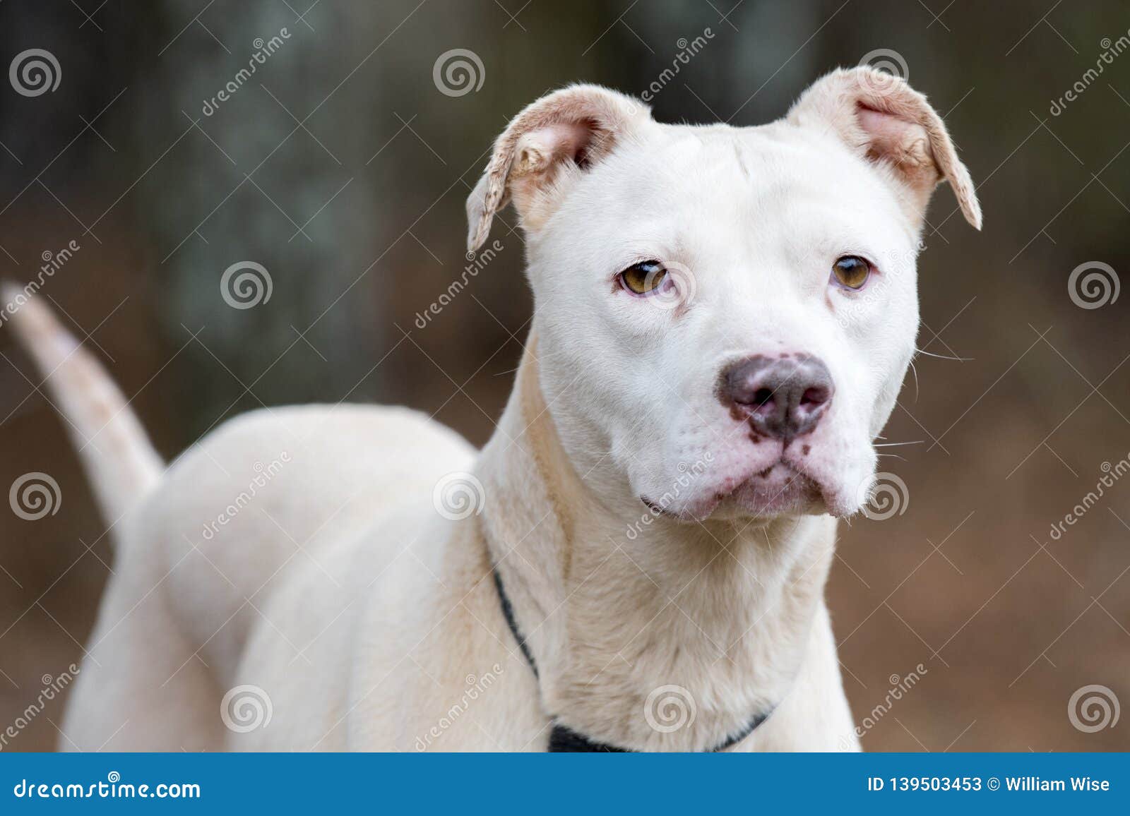 Female White American Pitbull Terrier Stock Image Image