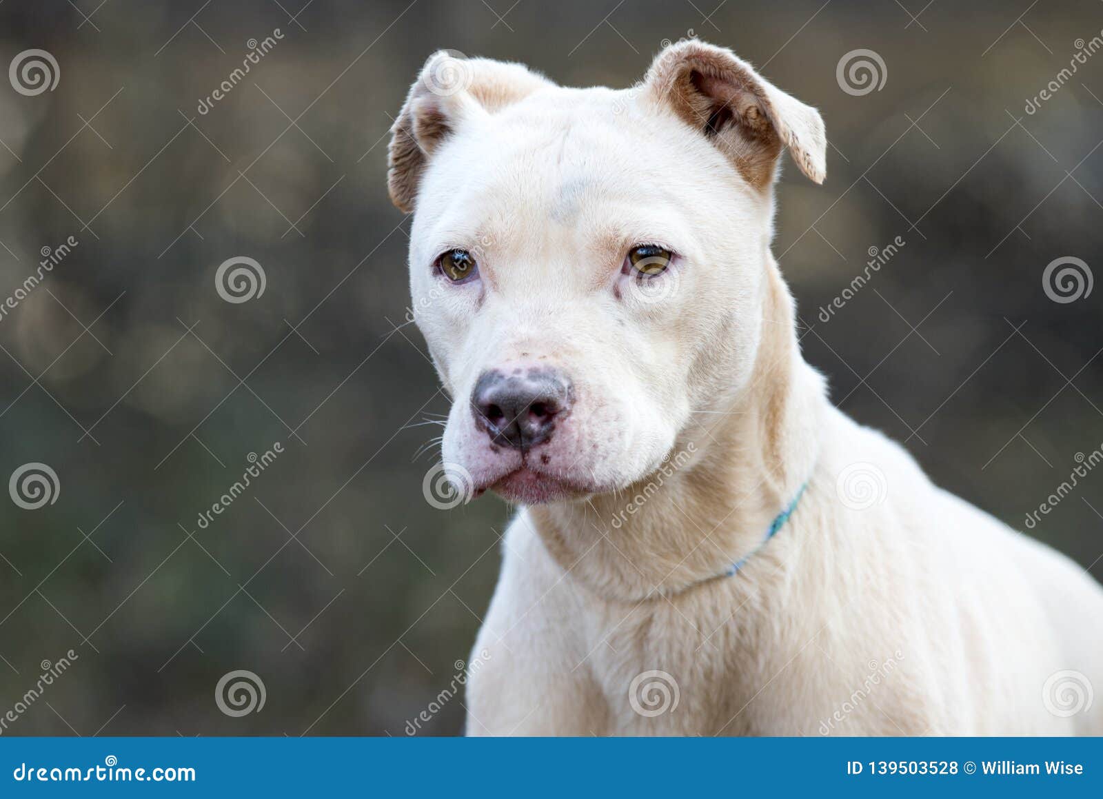 white pitbull female