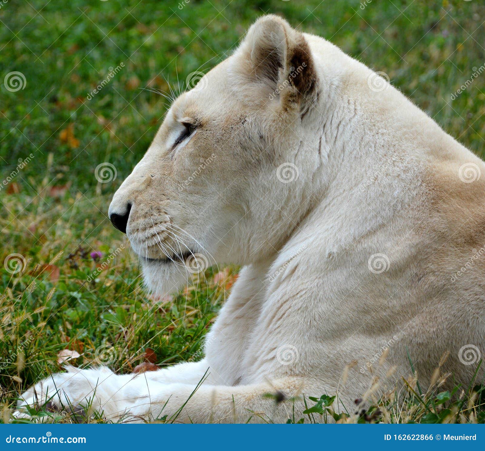female white lion