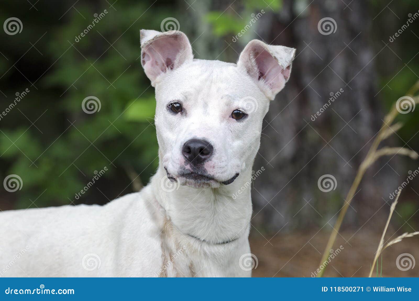 white mutt dog