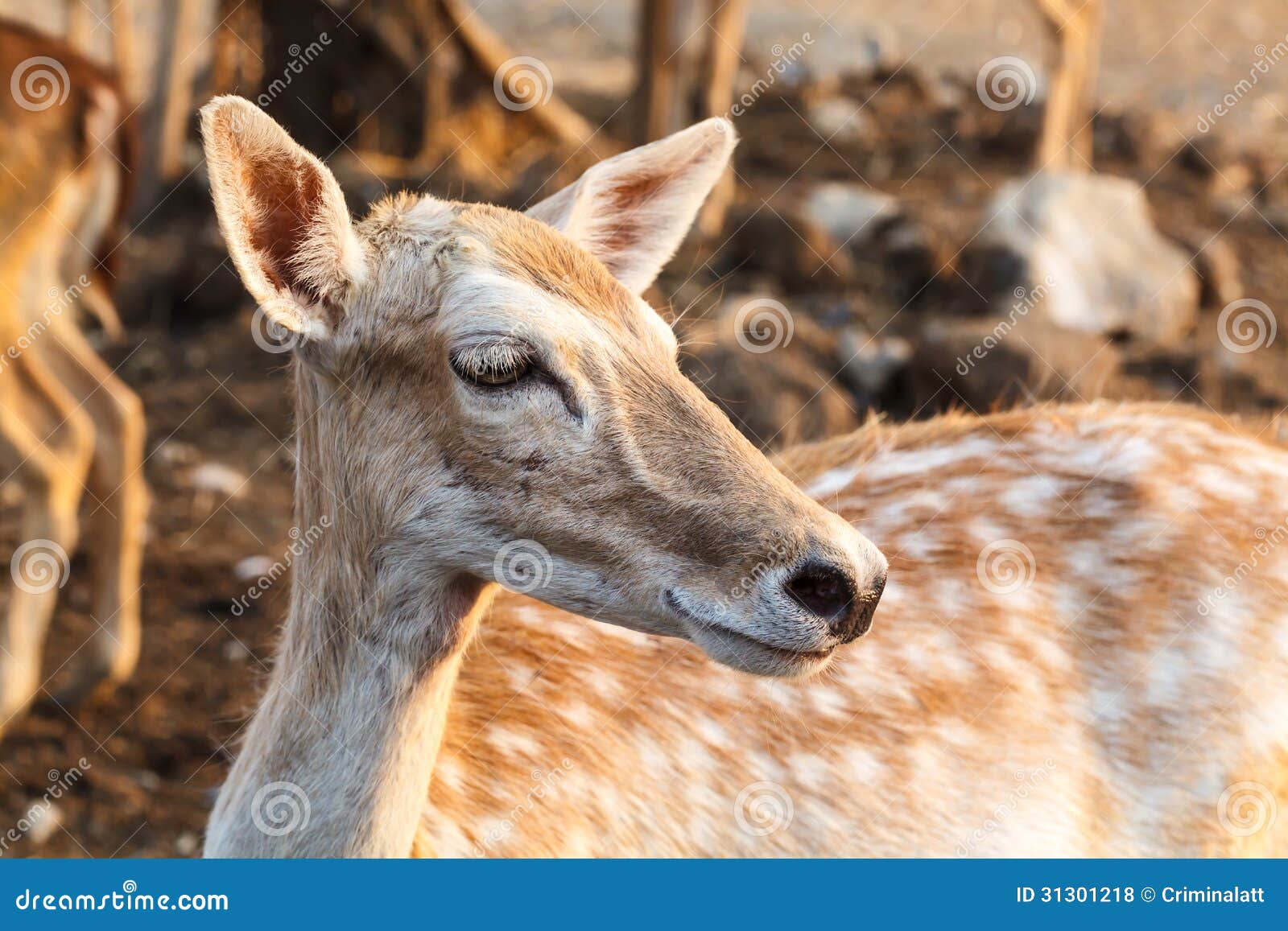 Female wild dear face stock photo. Image of wildlife - 31301218