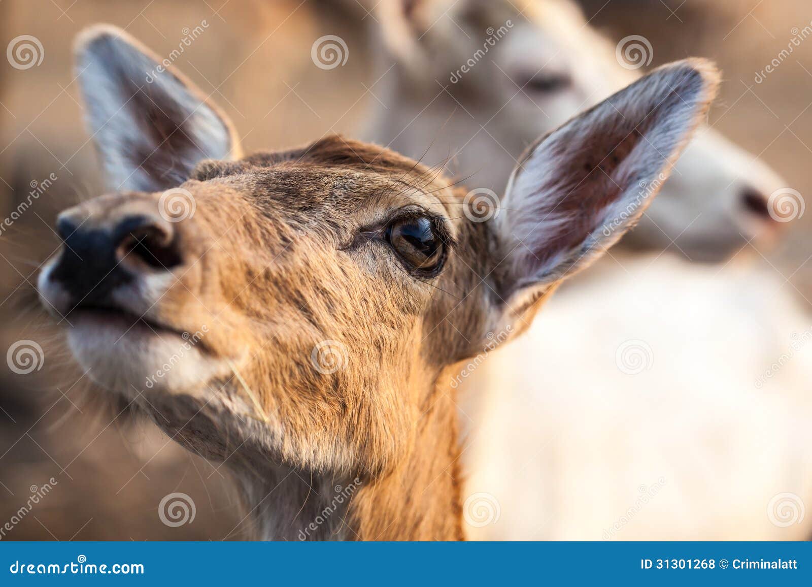 Female wild dear face stock photo. Image of face, wilderness - 31301268
