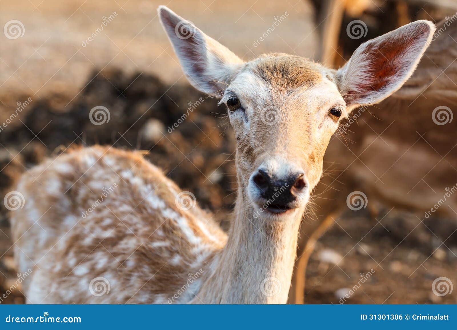 Female wild dear face stock photo. Image of mammal, wildlife - 31301306