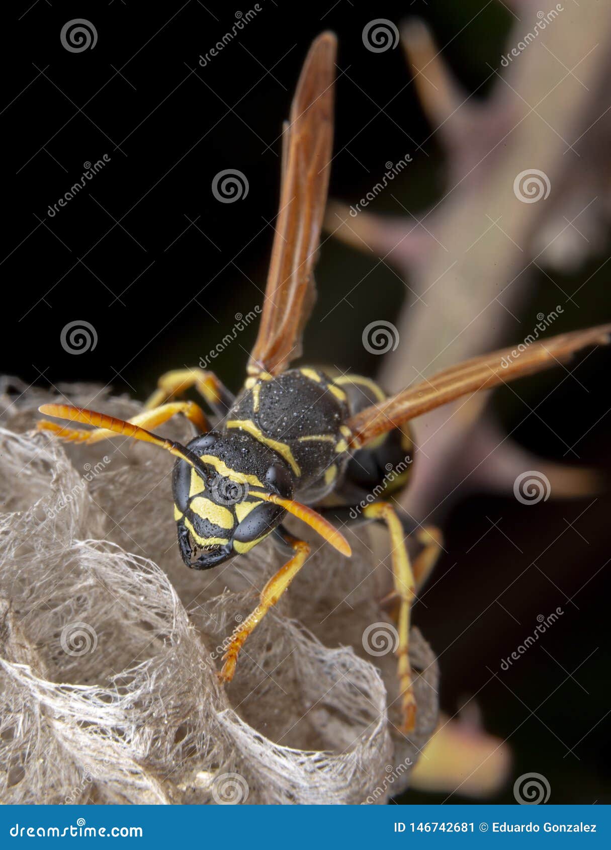 female wiorker polistes nympha wasp protecting his nest