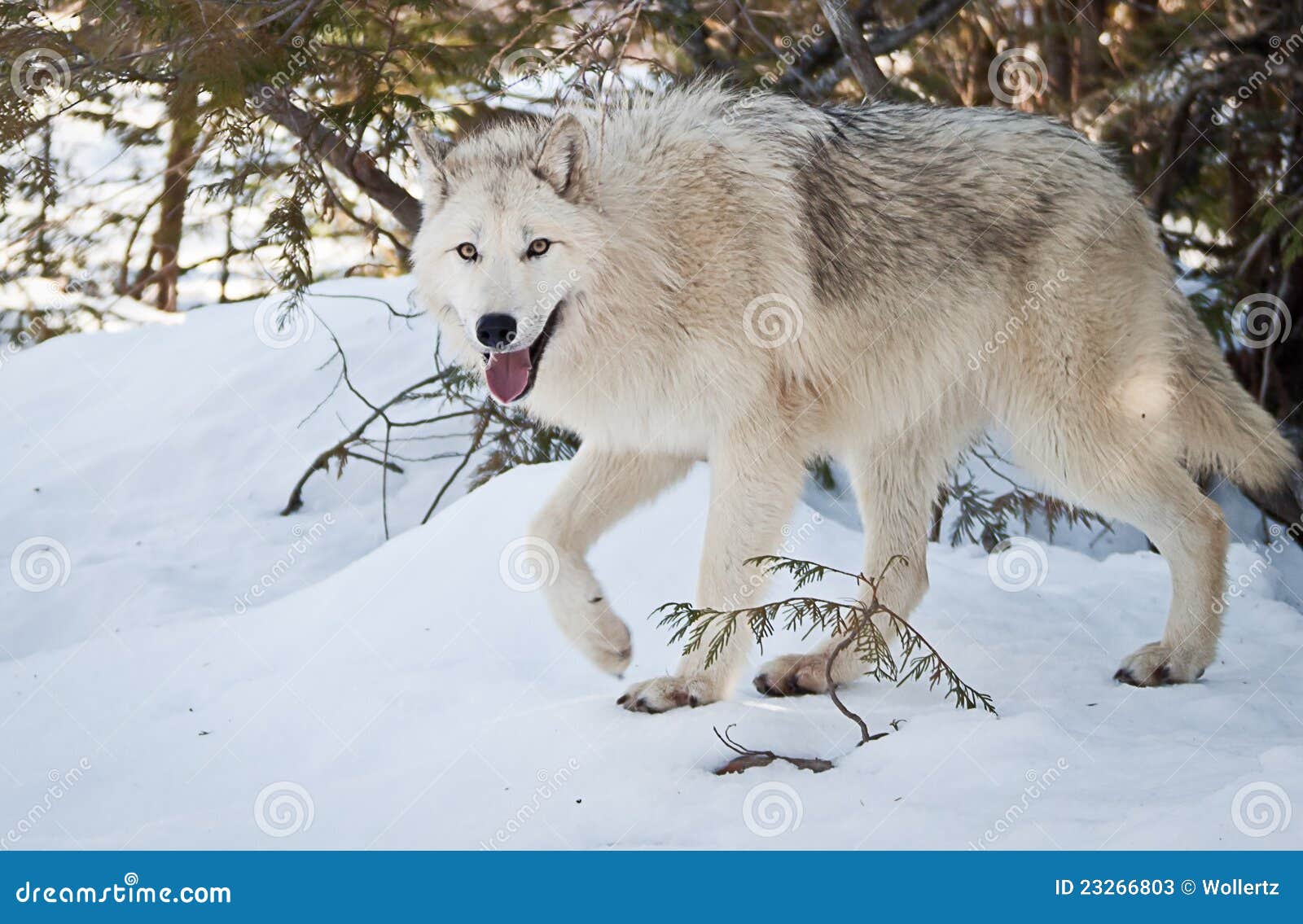 Female Wolf stock image. Image of dogs, domesticated - 23266803