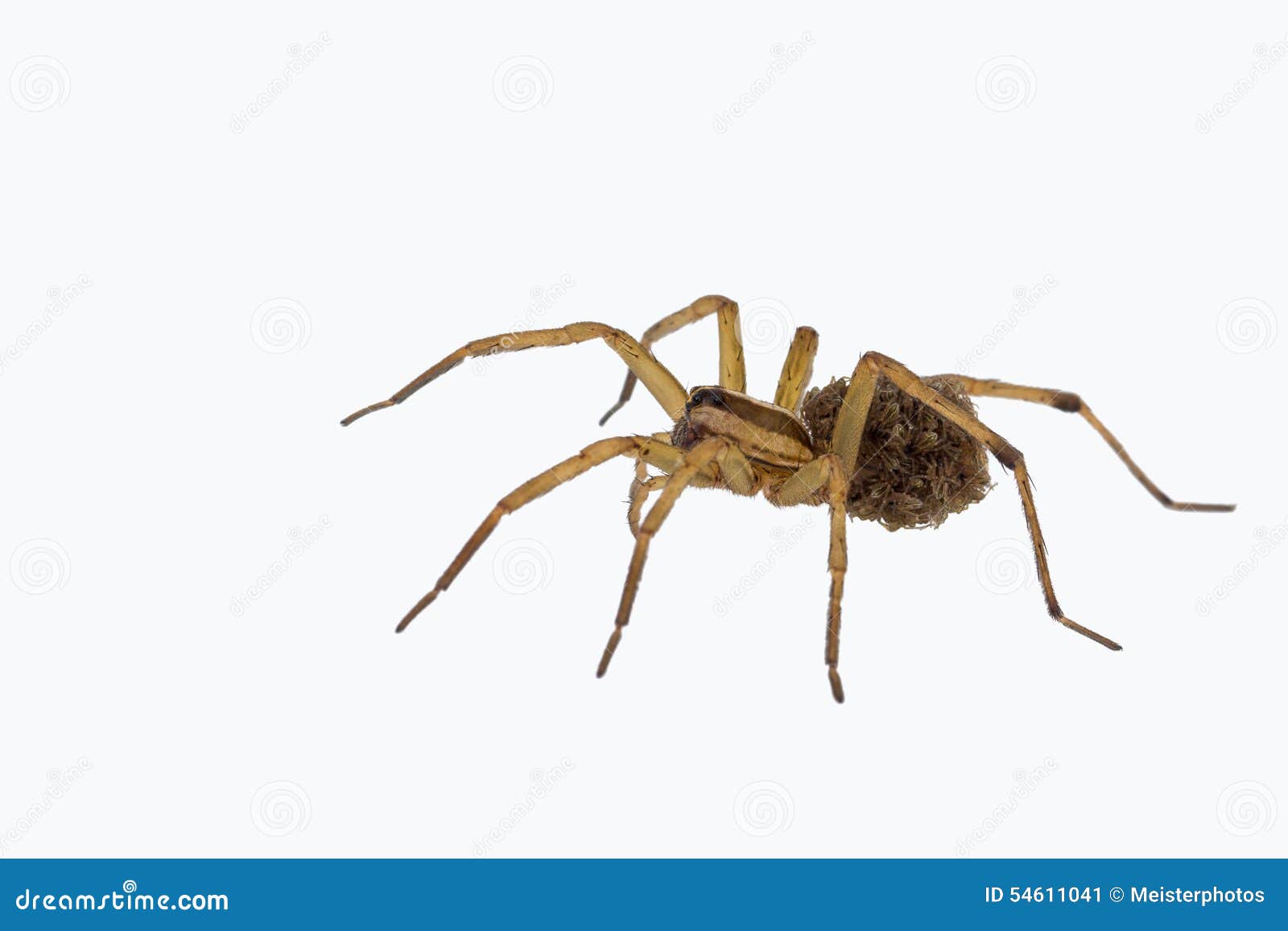 How many of her babies does a female wolf spider carry with her?