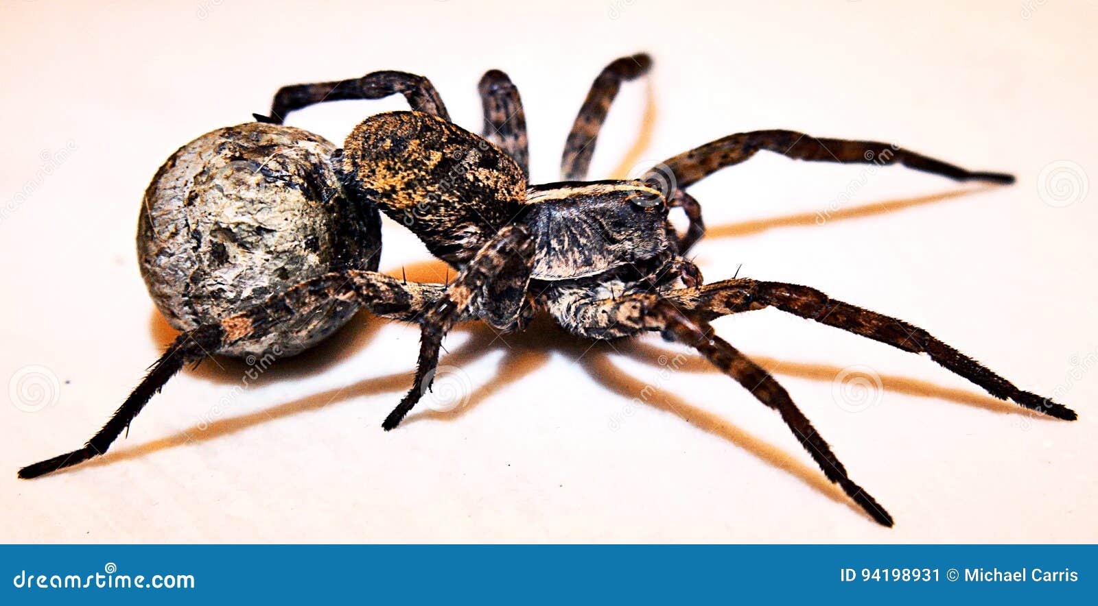 Female Wolf Spider with Egg Sac Stock Image Image of macro, large 94198931