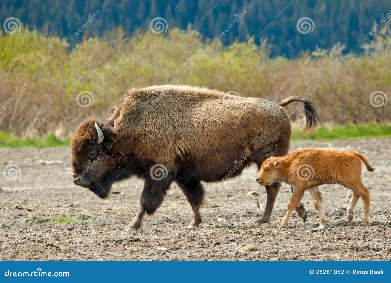 female wood bison with calf