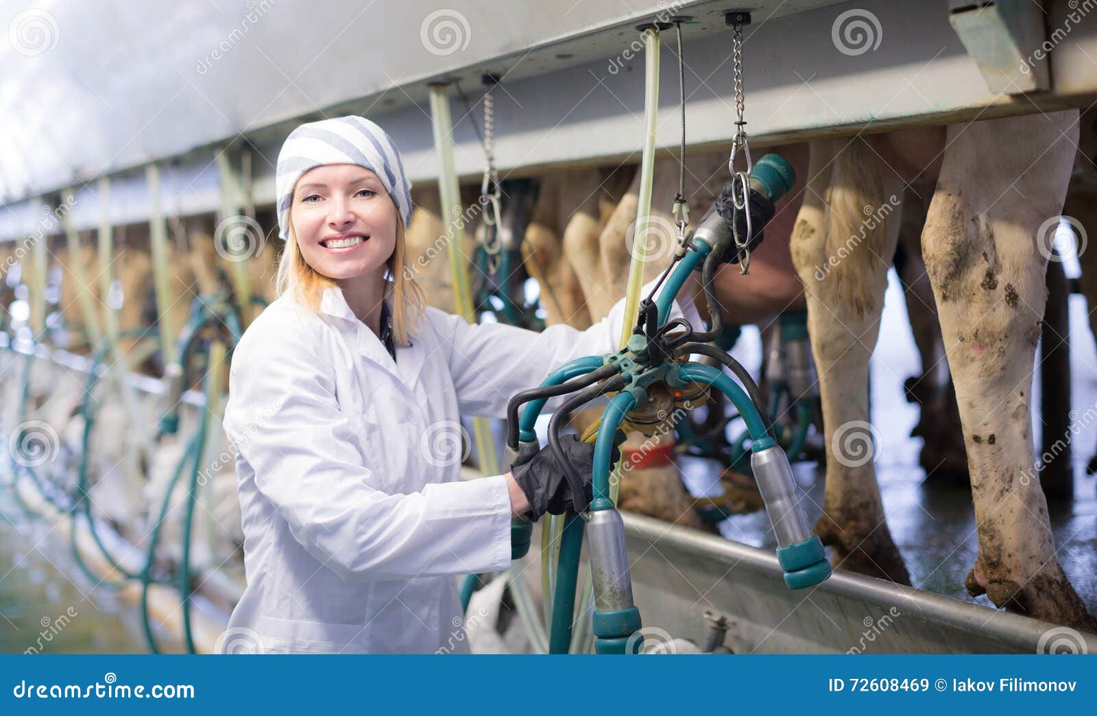 Female Worker In Barn With Cow Milking Machines Stoc