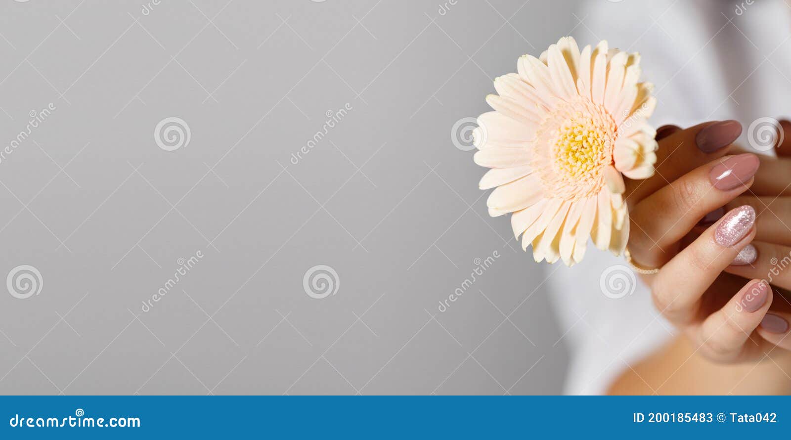 Female Young Hands With Pink Beige Manicure Holding Daisy Gerbera Flower Stock Image Image Of