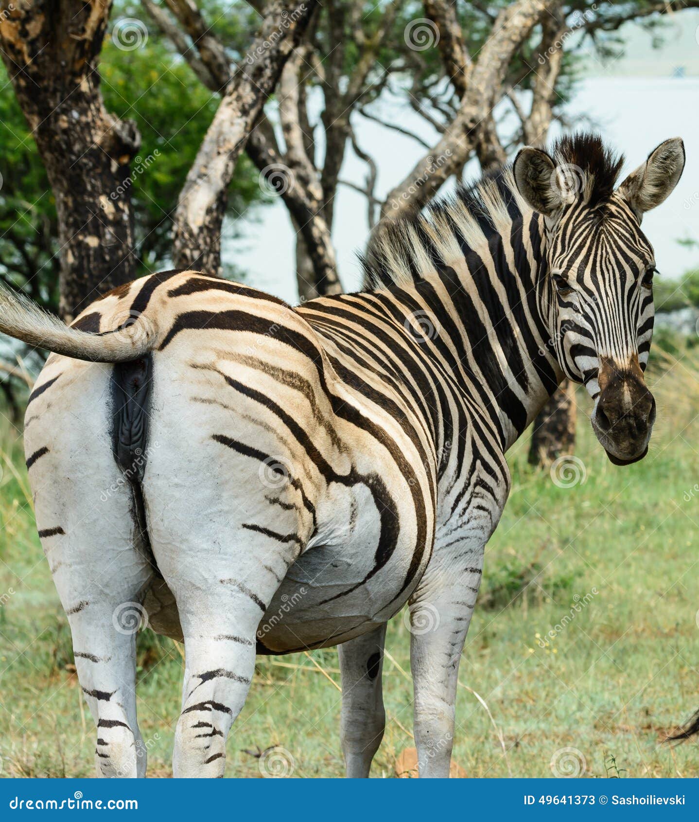 zebra male and female