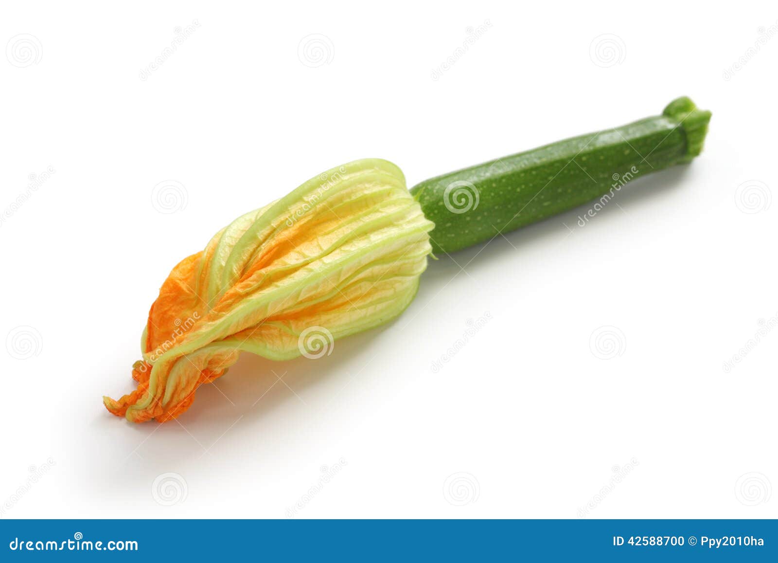 Female zucchini flower stock photo. Image of harvest 42588700