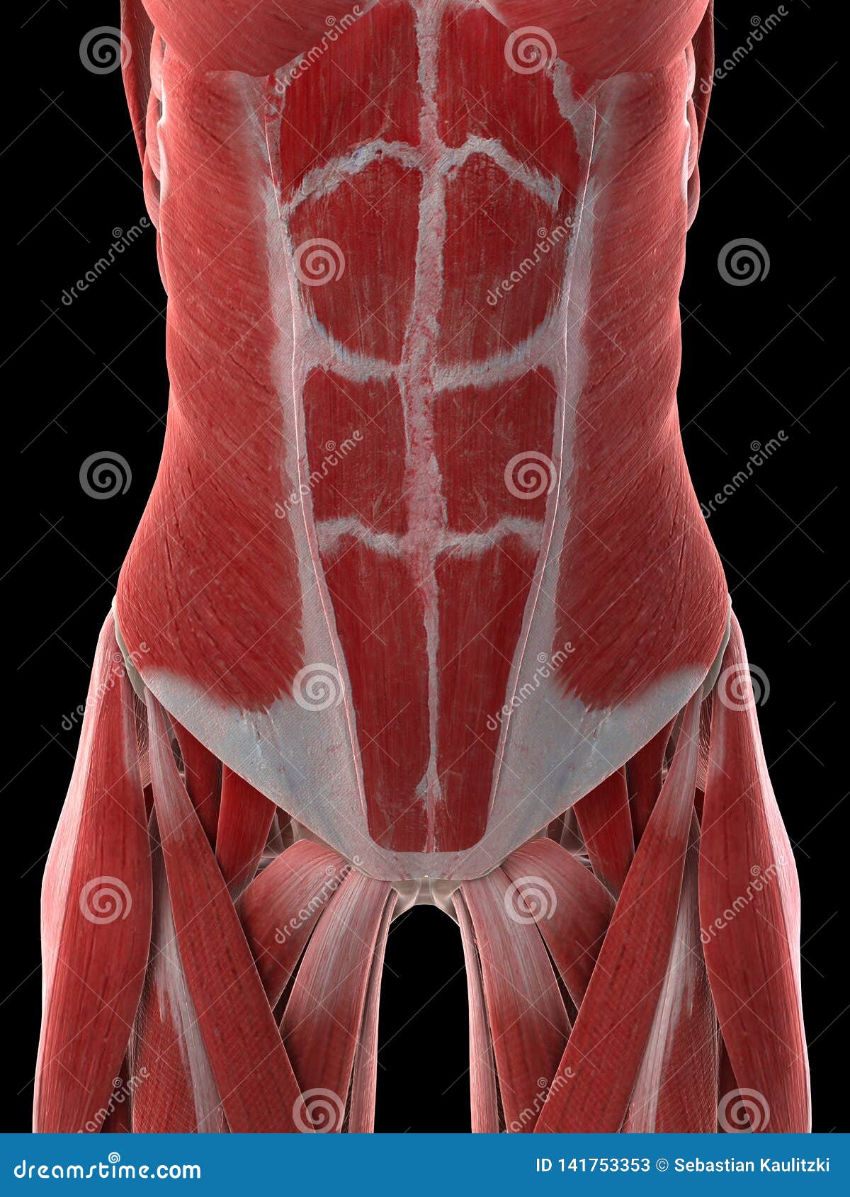 A Females Abdominal Muscles Stock Illustration - Illustration of girl