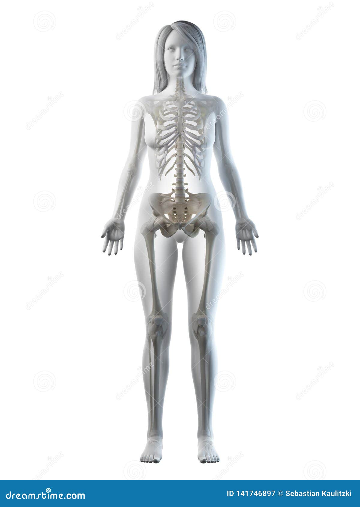 a females skeletal system