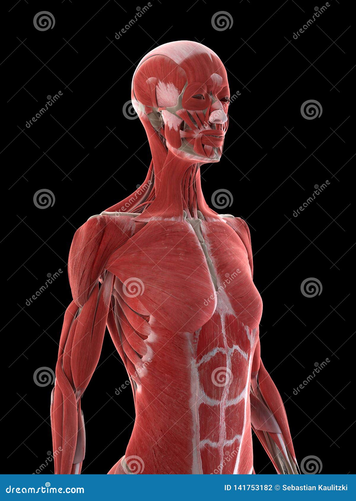 Female Upper Torso Anatomy - Muscles Of The Chest And Upper Back - The