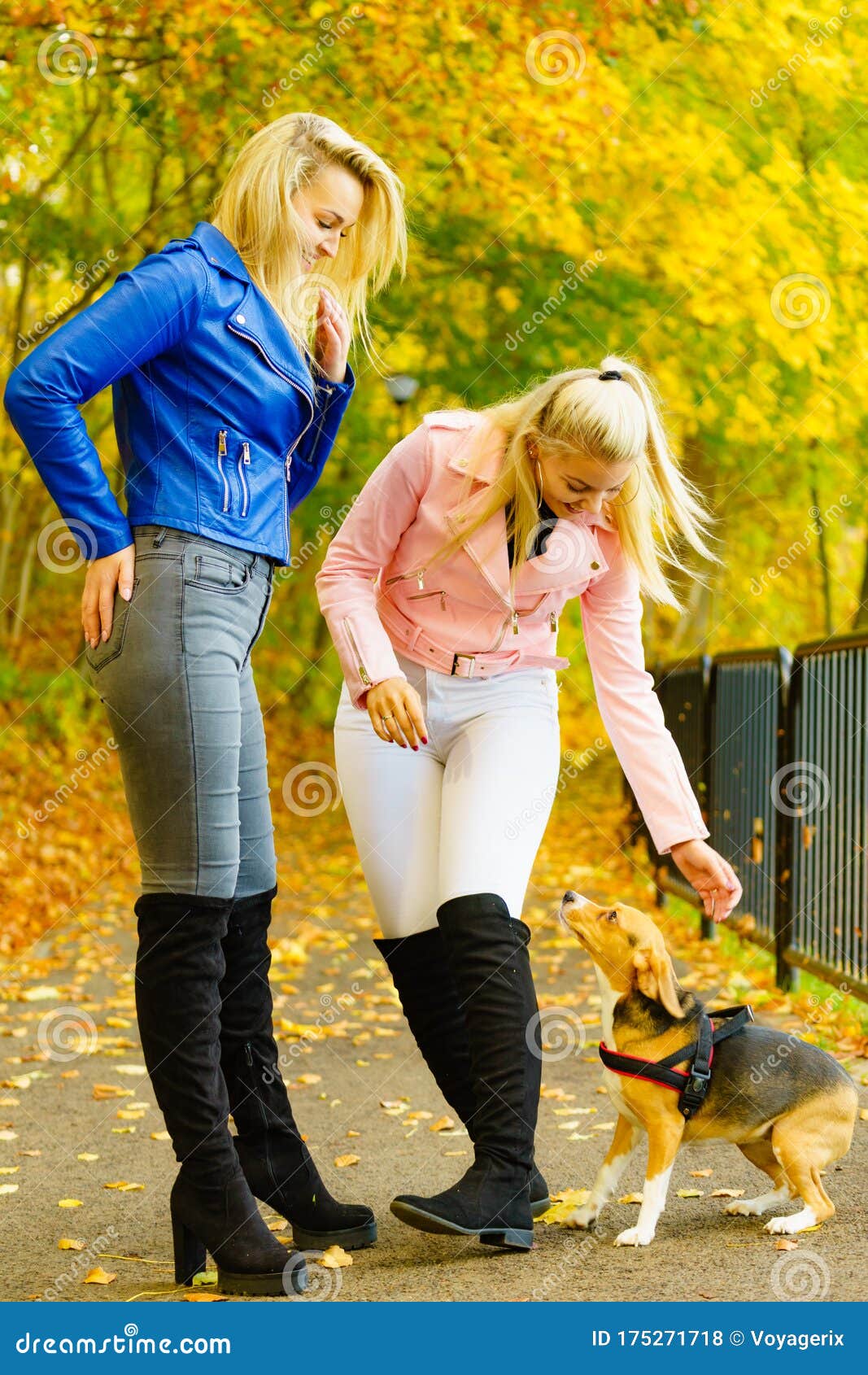 https://thumbs.dreamstime.com/z/females-wearing-fashionable-autumn-outfits-two-friends-women-wearing-fashionable-outfit-walk-dog-female-having-navy-175271718.jpg