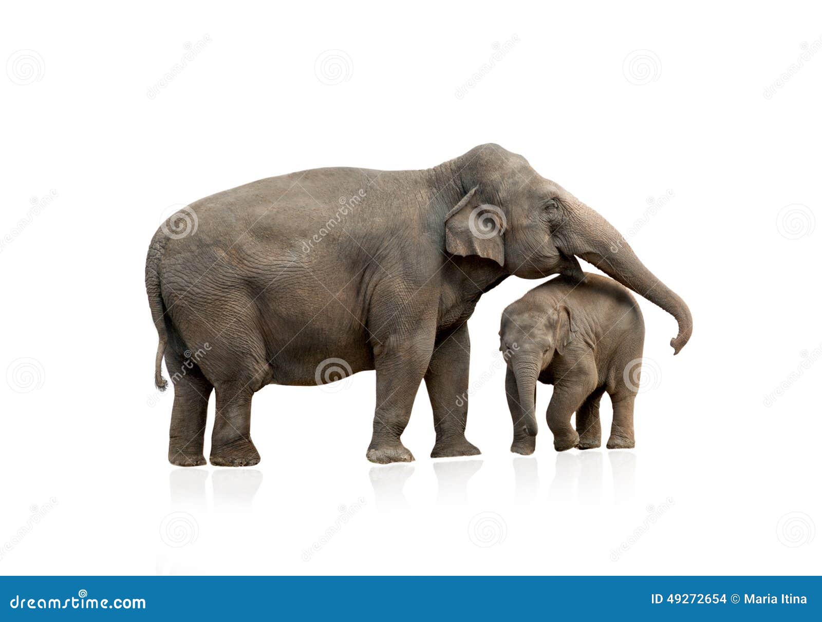Femelle D Elephant Avec Le Bebe Photo Stock Image Du Lourd Africain