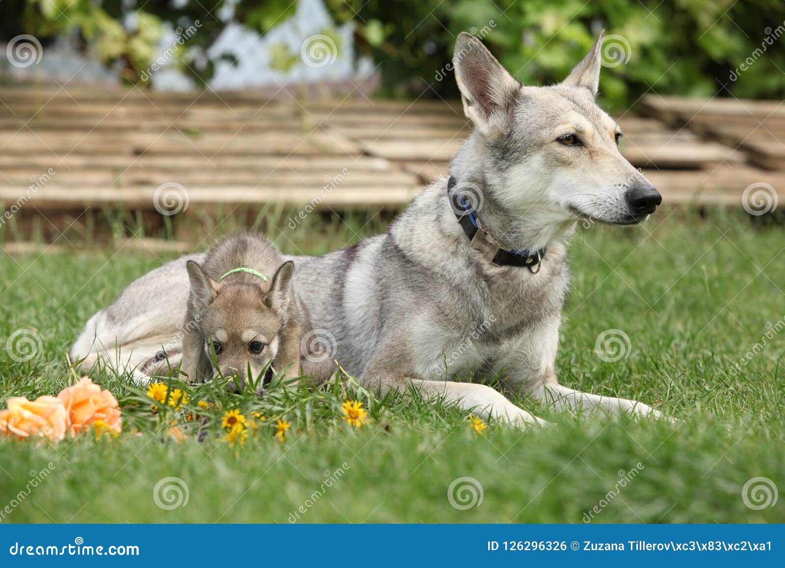 Femelle De Chien Loup De Saarloos Avec Le Chiot Photo Stock