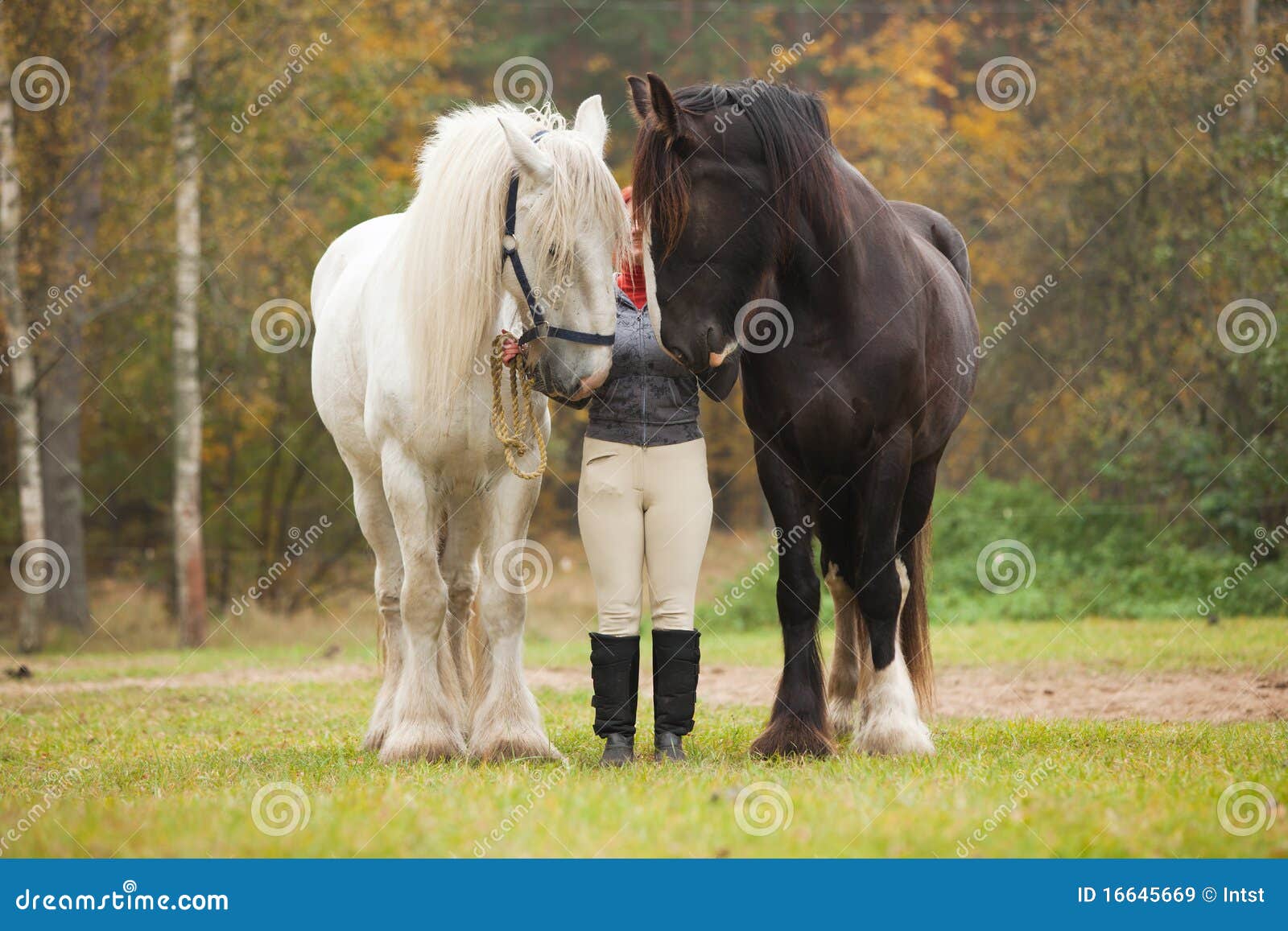 femme-avec-deux-chevaux-de-comt%C3%A9-16645669.jpg
