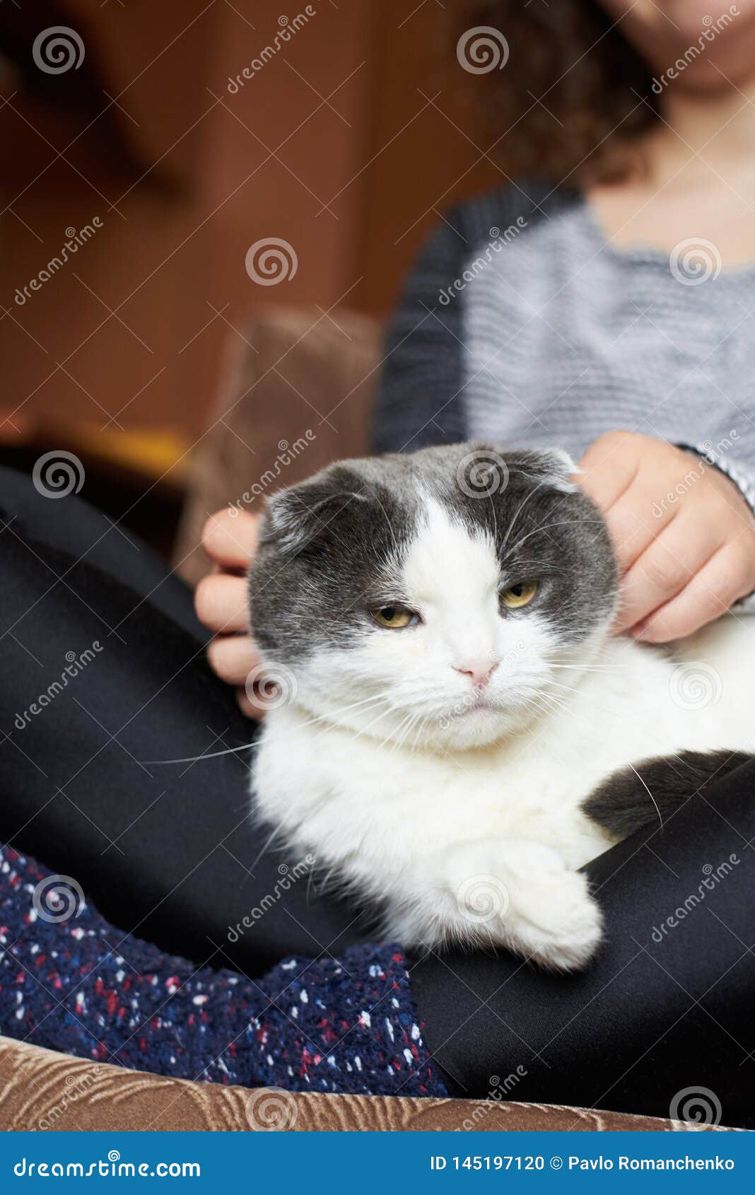 Femme Dans Les Chaussettes Chaudes Et Dans Des Courses D Un Chandail Un Chat Mignon Photo Stock Image Du Courses Chat Femme Dans Les Chaussettes Chaudes Et Dans Des Courses D Un Chandail Un Chat Mignon Photo Stock Image Du Courses Chat