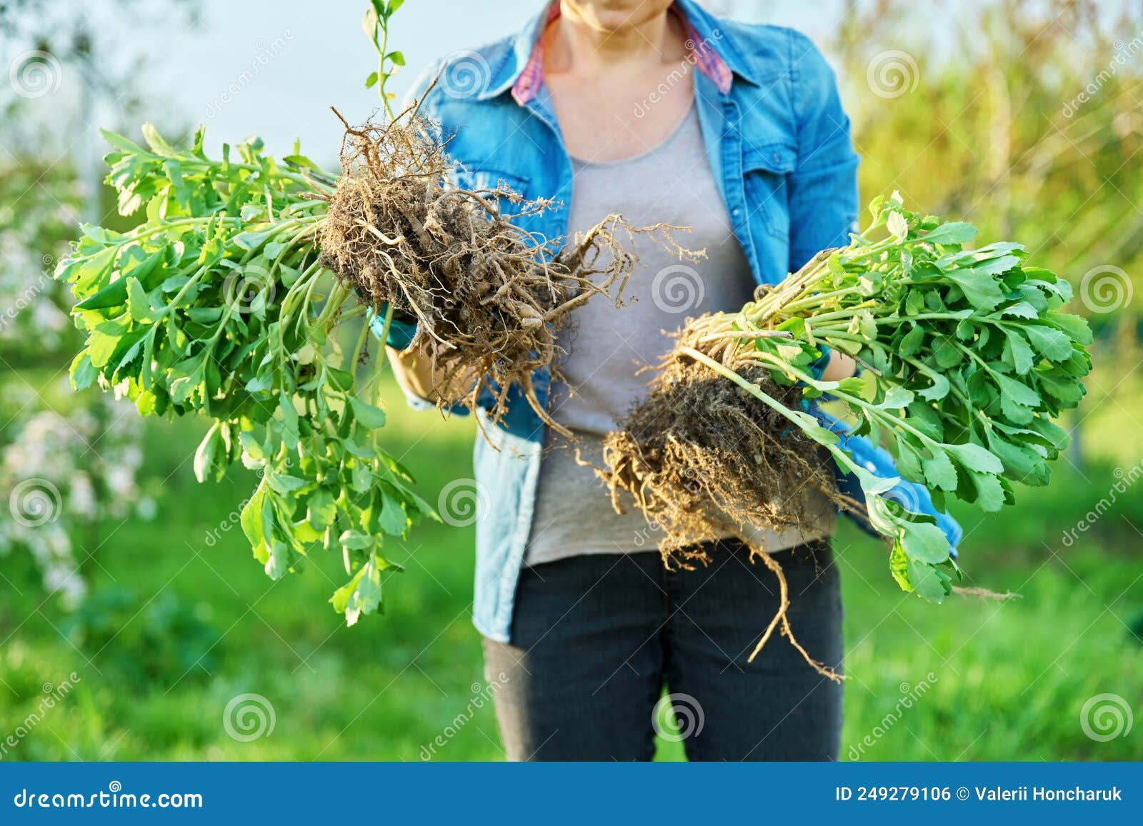 Femme En Gants De Jardinage Avec Pelle Tenant Une Plante De Sedum