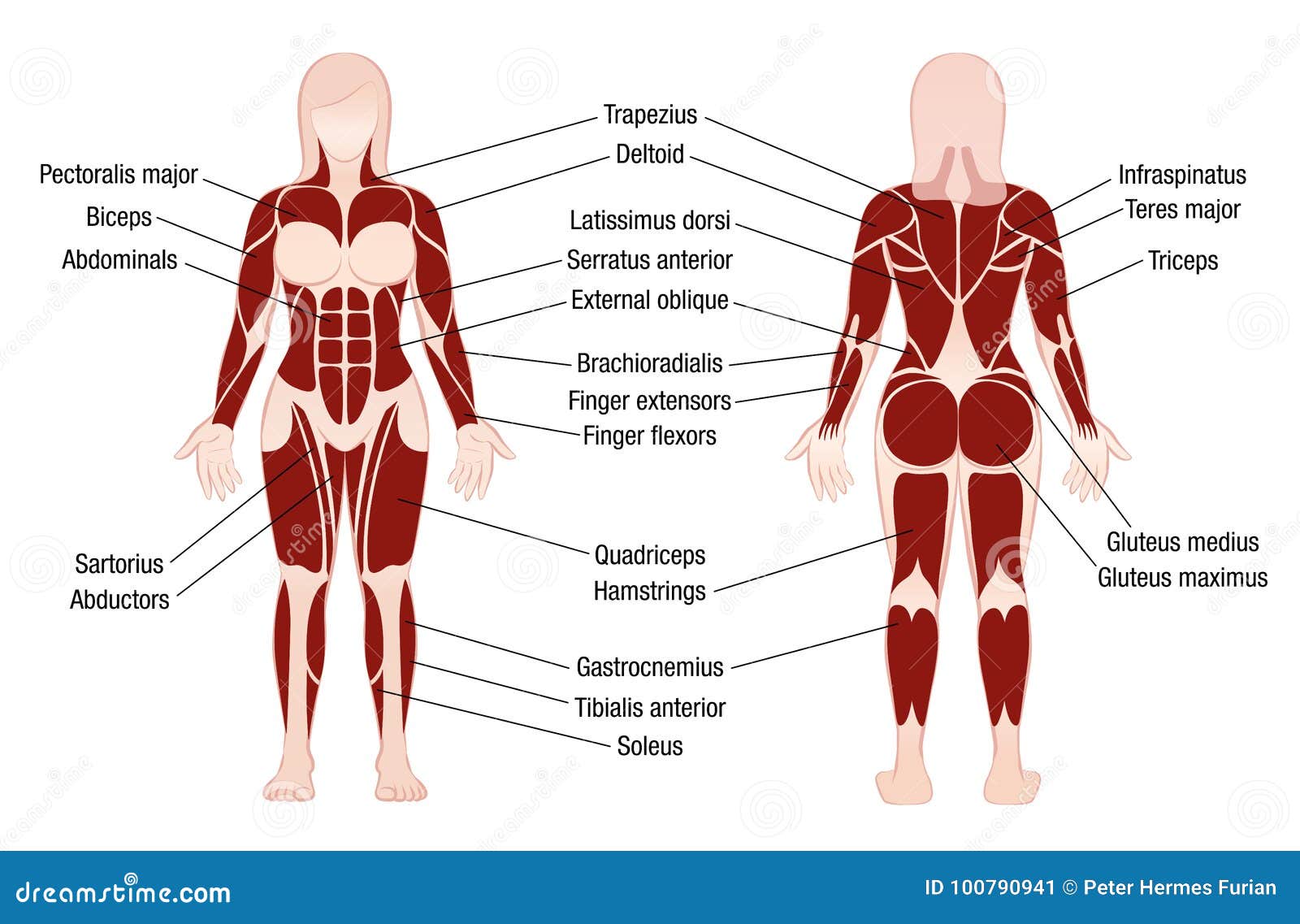 Femme de corps musculaire de description de diagramme de muscles. Muscle le diagramme avec la description précise des muscles les plus importants du corps féminin - avant et vue arrière - dirigent l'illustration sur le fond blanc