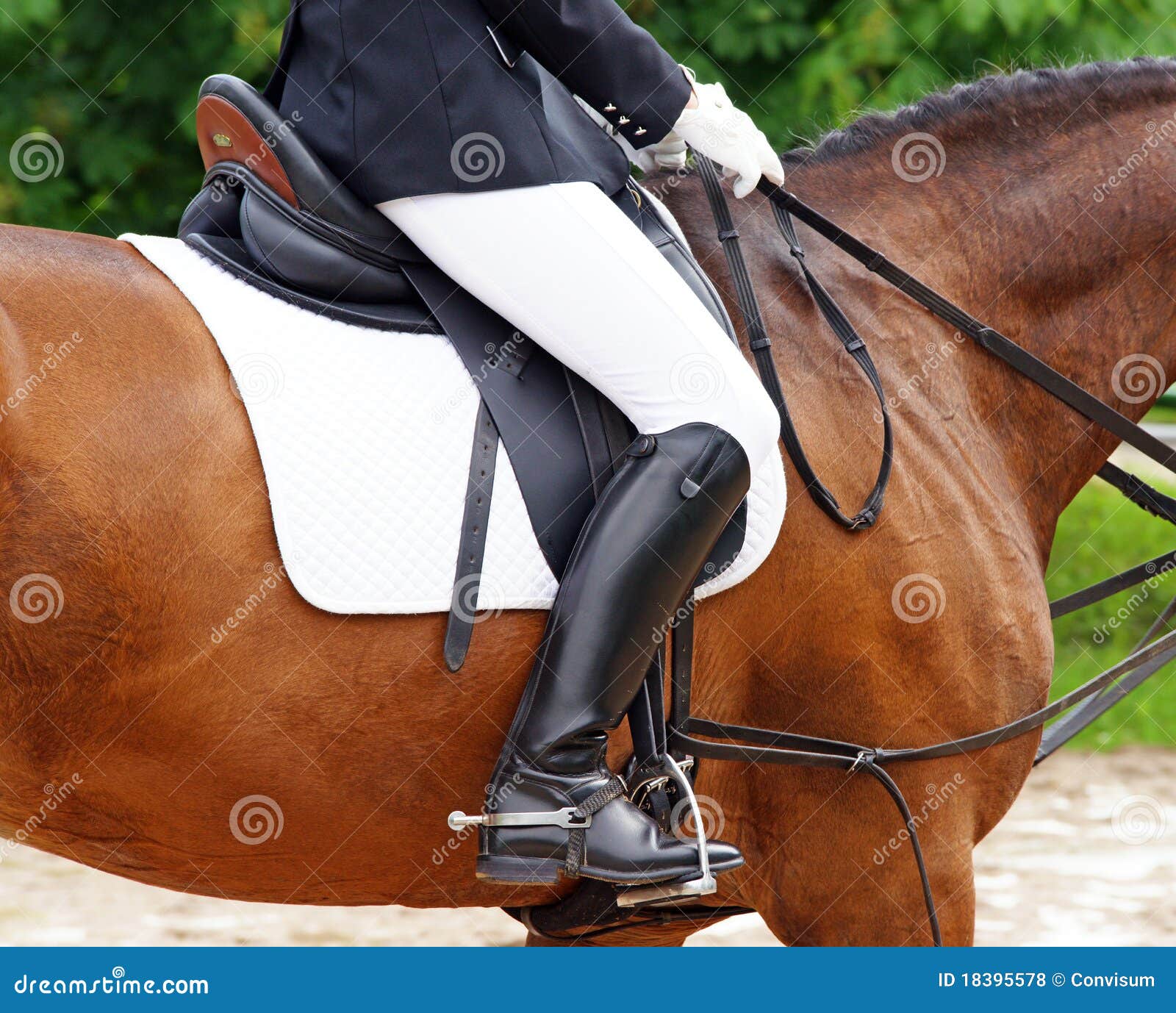 Femme Sur Le Cheval Dans Les Jodhpurs Photo stock Image du
