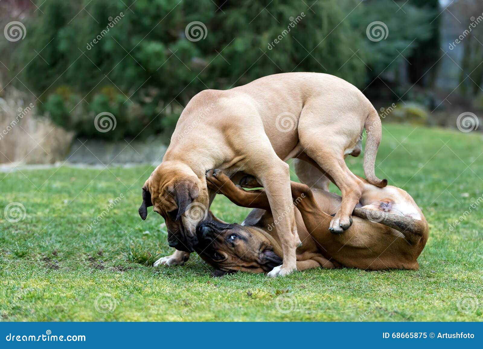 Femmina Fila Brasileiro Un Cane Guardiano Mastino Brasiliano Foto