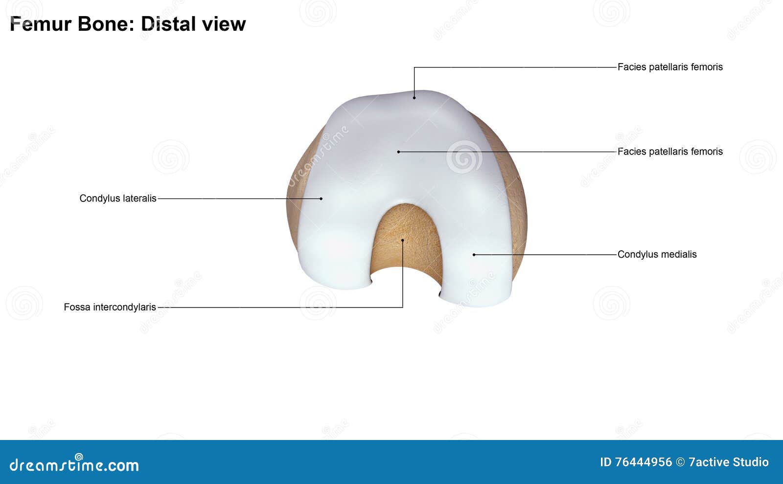 Femur Bone Distal View Stock Photo - Image: 76444956