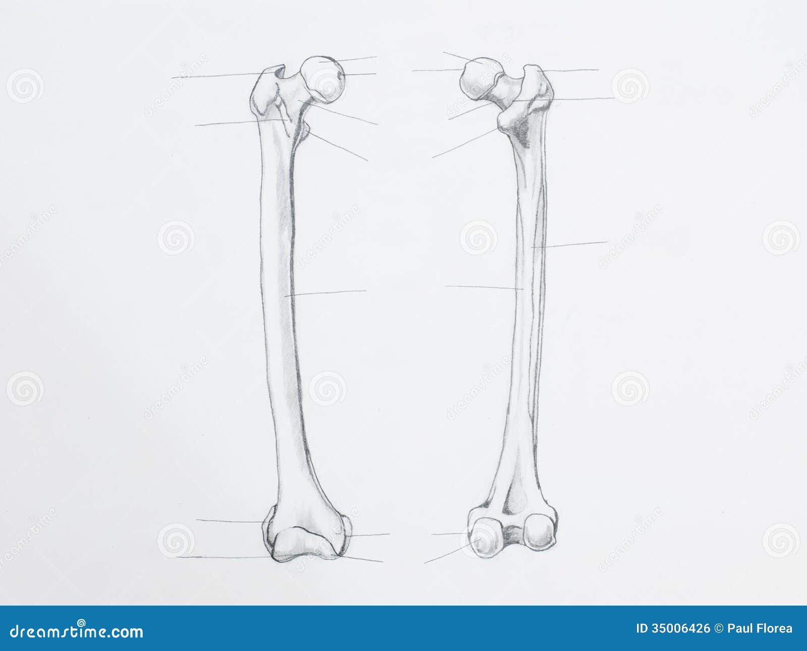 Femur Bone Pencil Drawing Royalty Free Stock Image - Image: 35006426