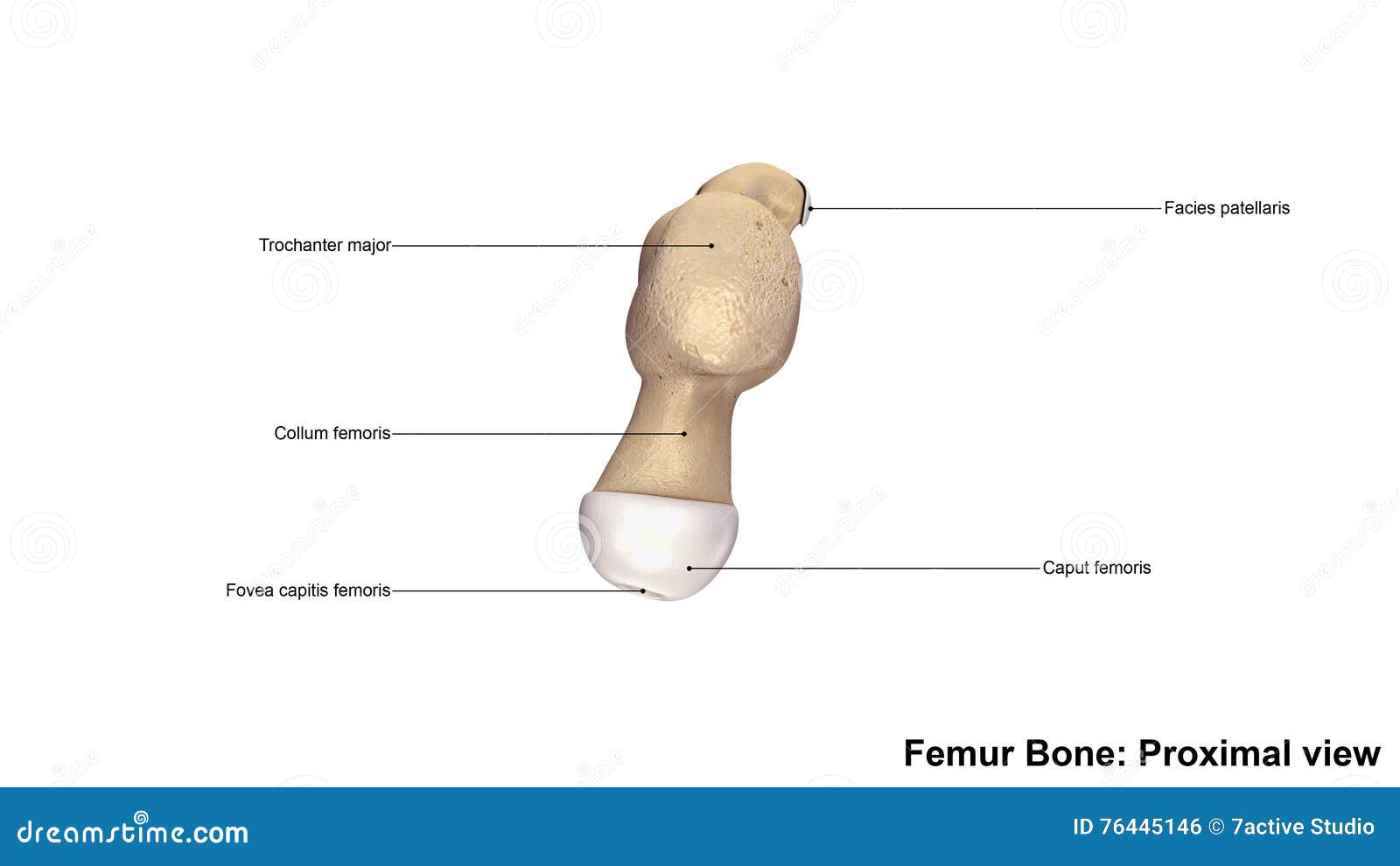 femur bone proximal view