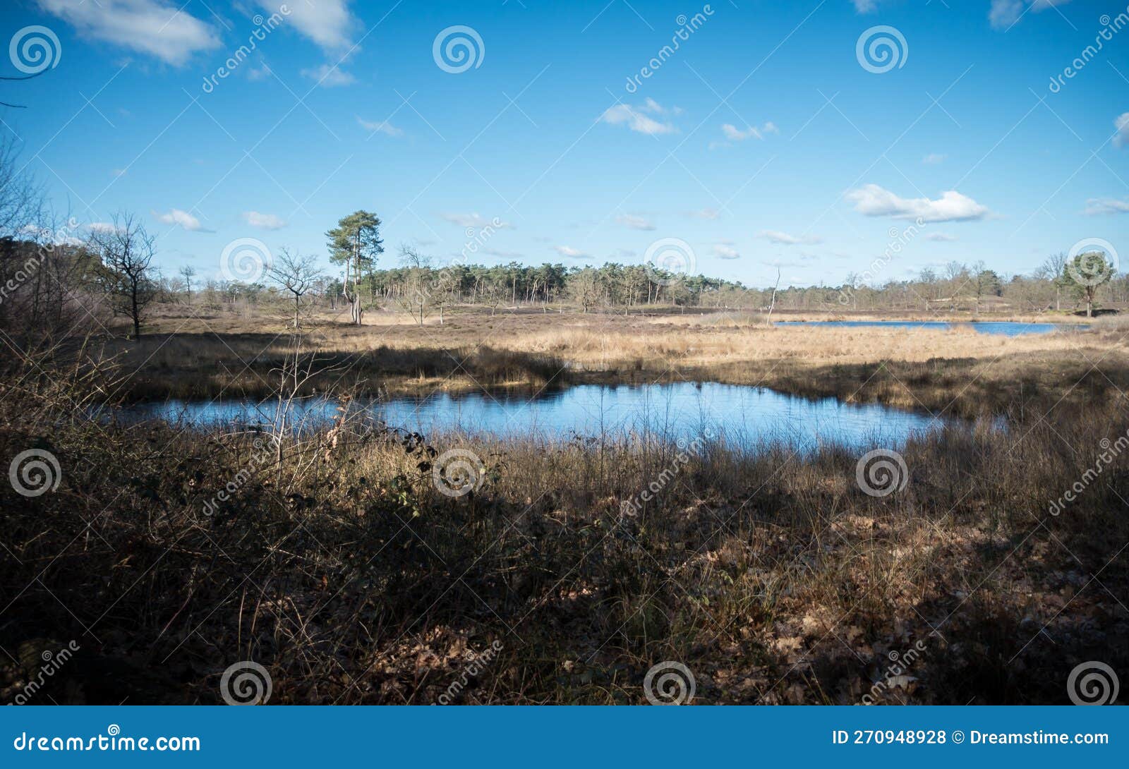 fen landscape near nijmegen, the netherlands