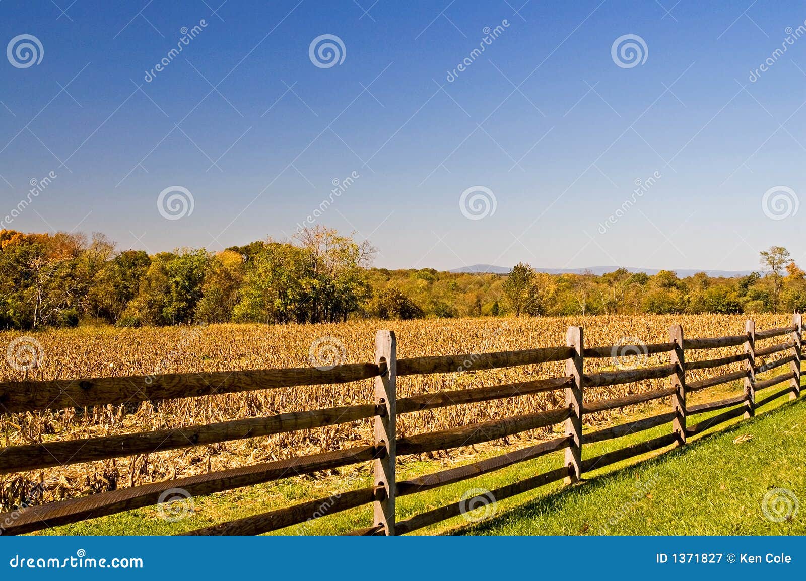fence and fall cornfield