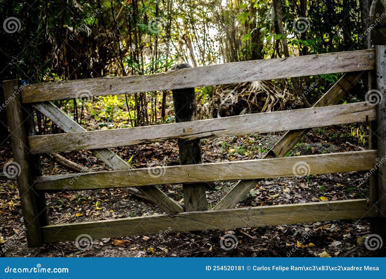 Fence in the Middle of the Woods Stock Image Image of leaf, middle