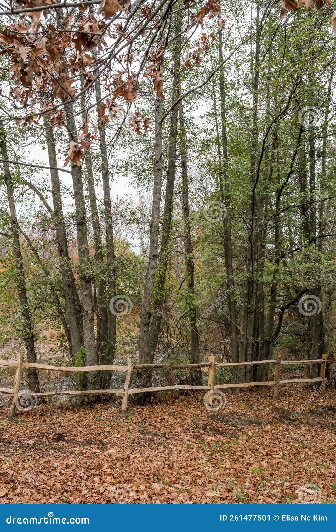 A fence in the woods stock image. Image of autumn, river 261477501